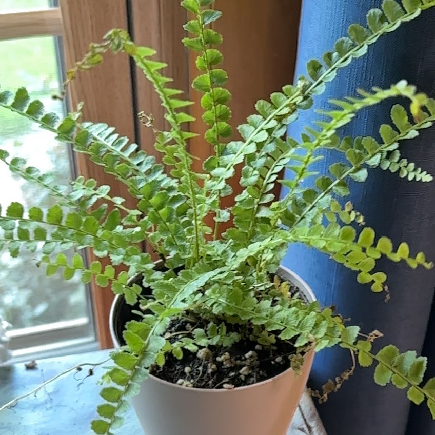 Photo of the plant species Lemon Button Fern by @FabTauhinu4 named Sproutacus on Greg, the plant care app