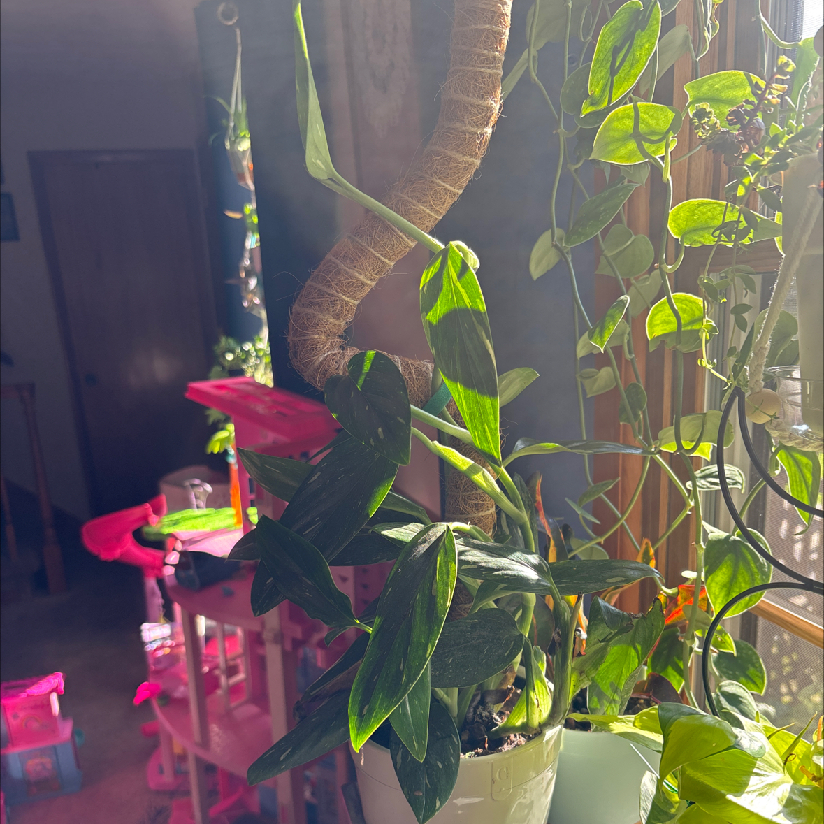 Photo of the plant species Cobra Monstera by @FabTauhinu4 named Dolores on Greg, the plant care app