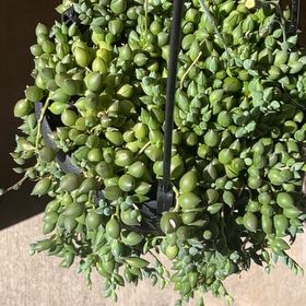 Photo of the plant species String of Raindrops by @CoolHemlock27 named Lascia che piova on Greg, the plant care app