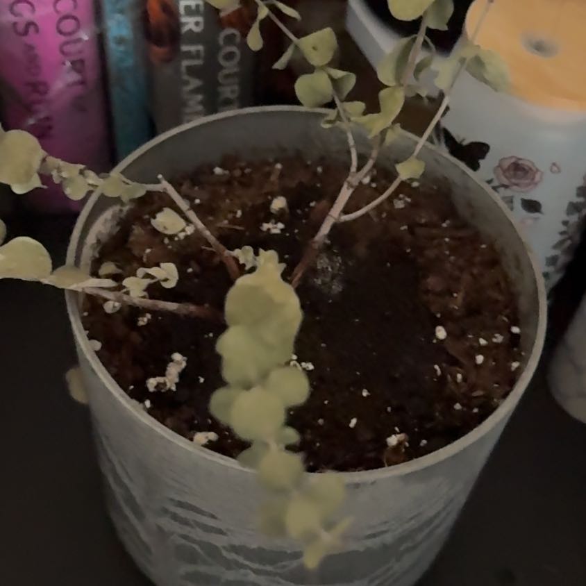 Photo of the plant species Florist Silver Dollar by @TirelessCooperi named Herb on Greg, the plant care app