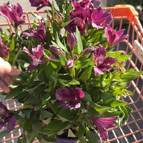 Photo of the plant species Peruvian-Lily by @SvelteTule11 named Diana on Greg, the plant care app