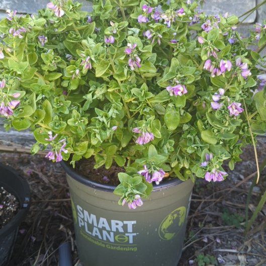 Photo of the plant species Sweet Pea Bush by @BossPegaropa80 named Marilyn on Greg, the plant care app