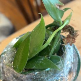Photo of the plant species Flat Leafed Vanilla by @PoshTwister79 named Dax on Greg, the plant care app