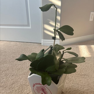 Sweetheart Hoya plant in Las Vegas, Nevada