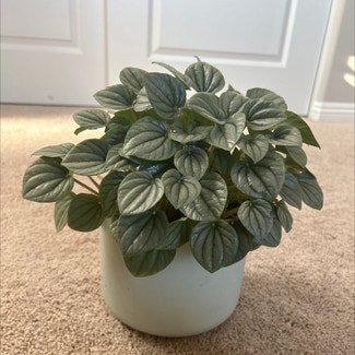 Silver Frost Peperomia plant in Las Vegas, Nevada