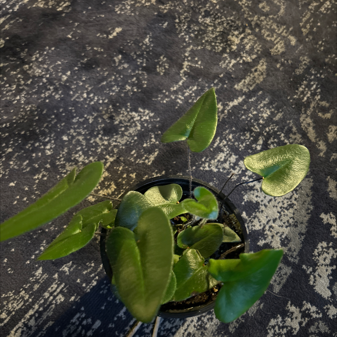 A small potted Golden Leather Fern with healthy green leaves.