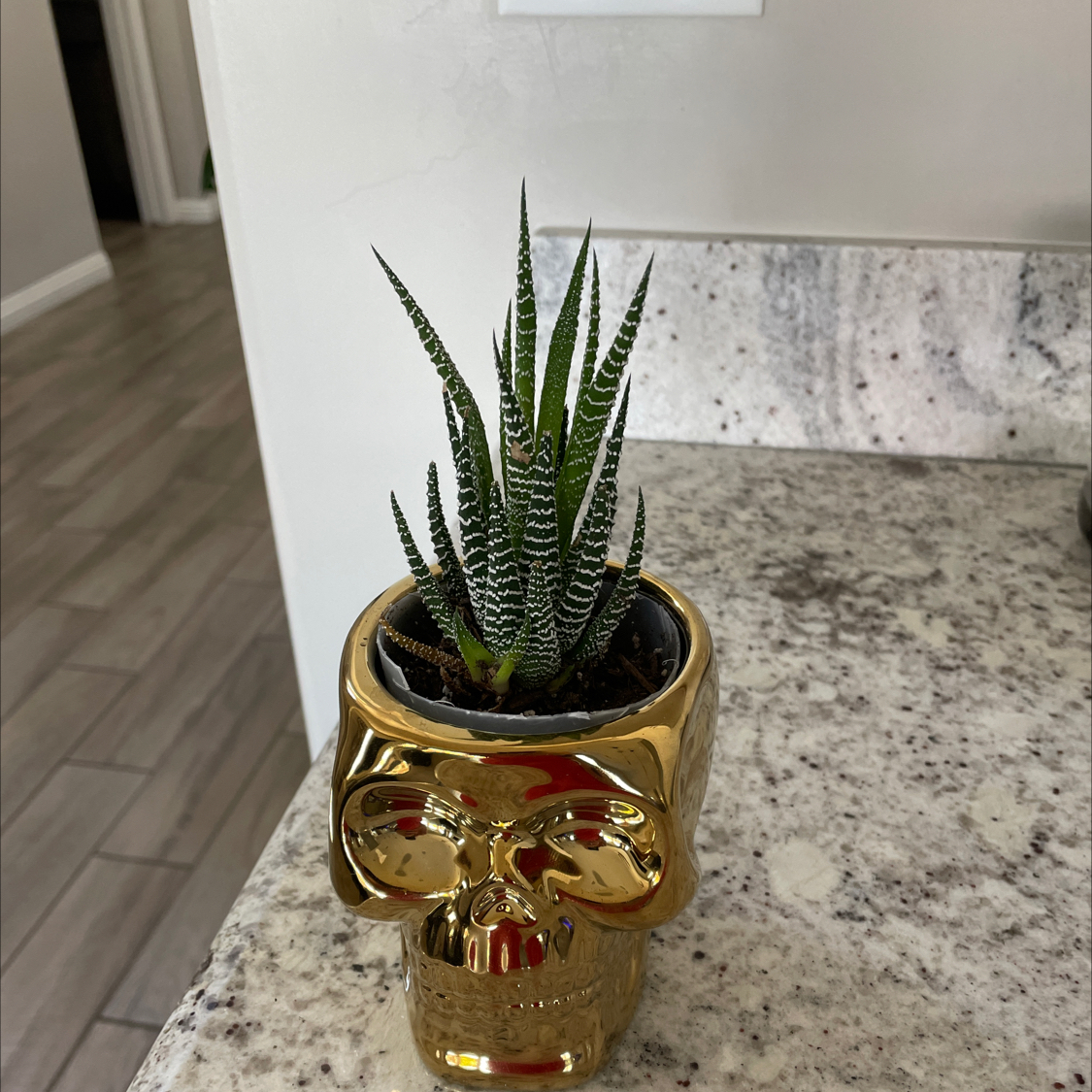 Haworthia Alba plant in a decorative skull-shaped pot on a countertop.