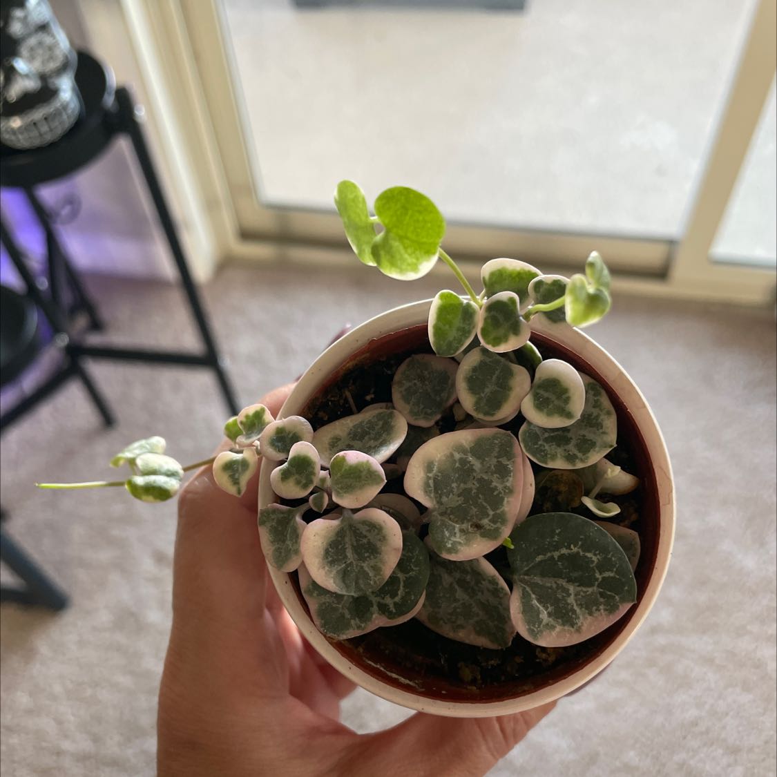 Variegated String of Hearts plant in a small pot held by a hand.