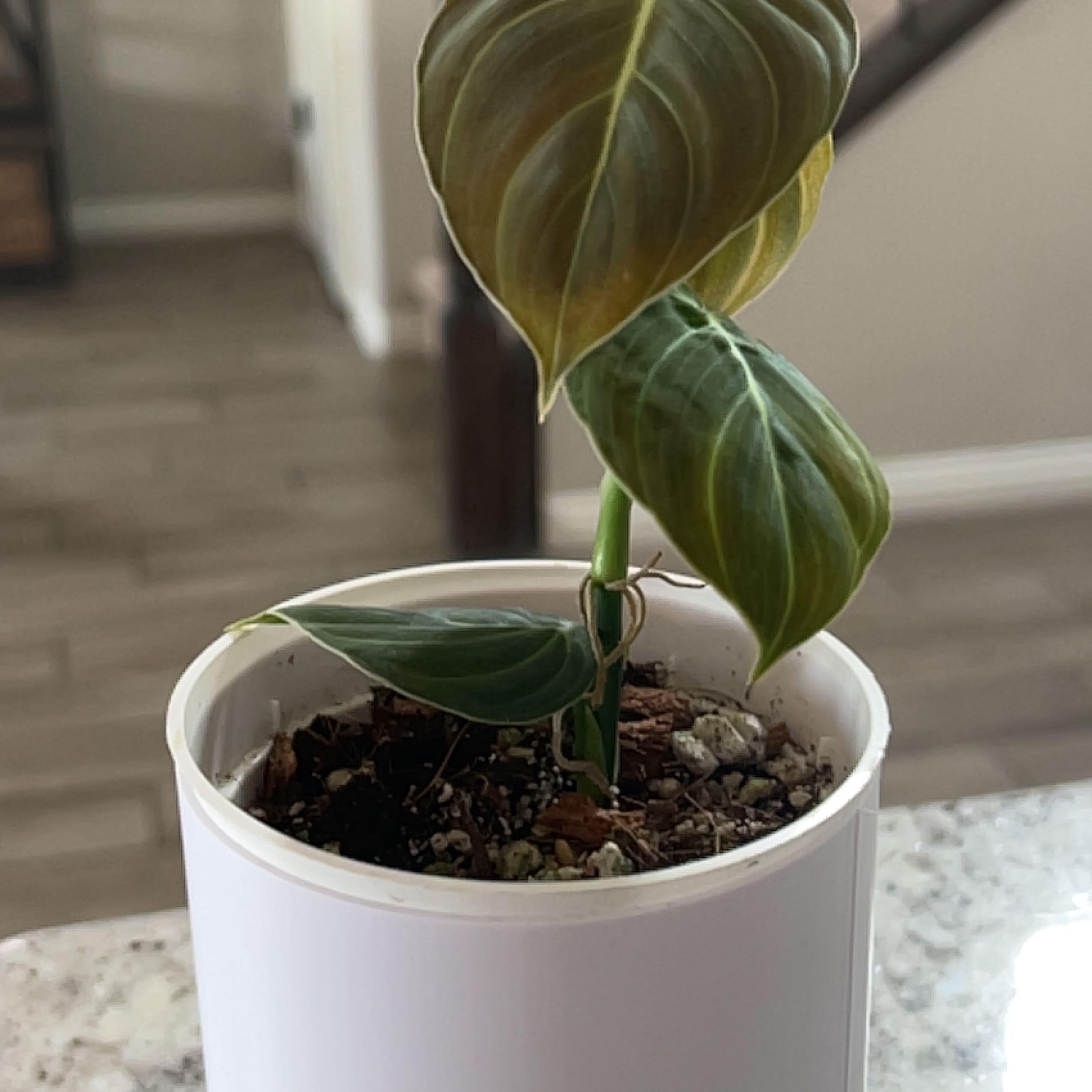 Potted Philodendron melanochrysum x verrucosum with some yellowing and browning leaves.