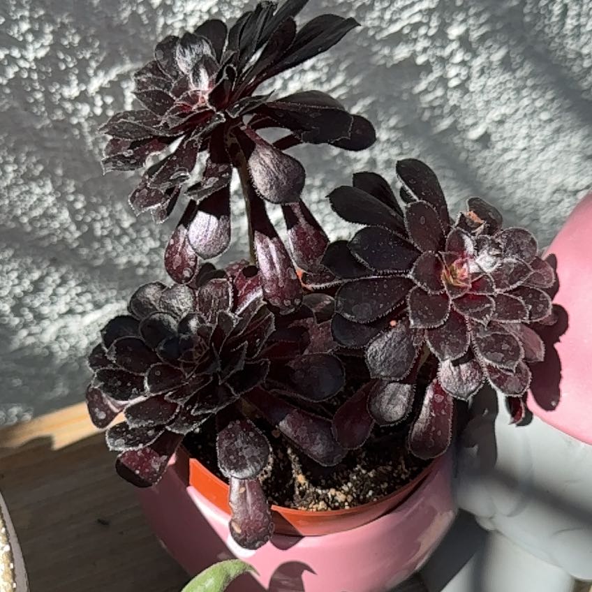 Photo of the plant species Aeonium arboreum 'Zwartkop' by Morgan named Morgan Treeman on Greg, the plant care app