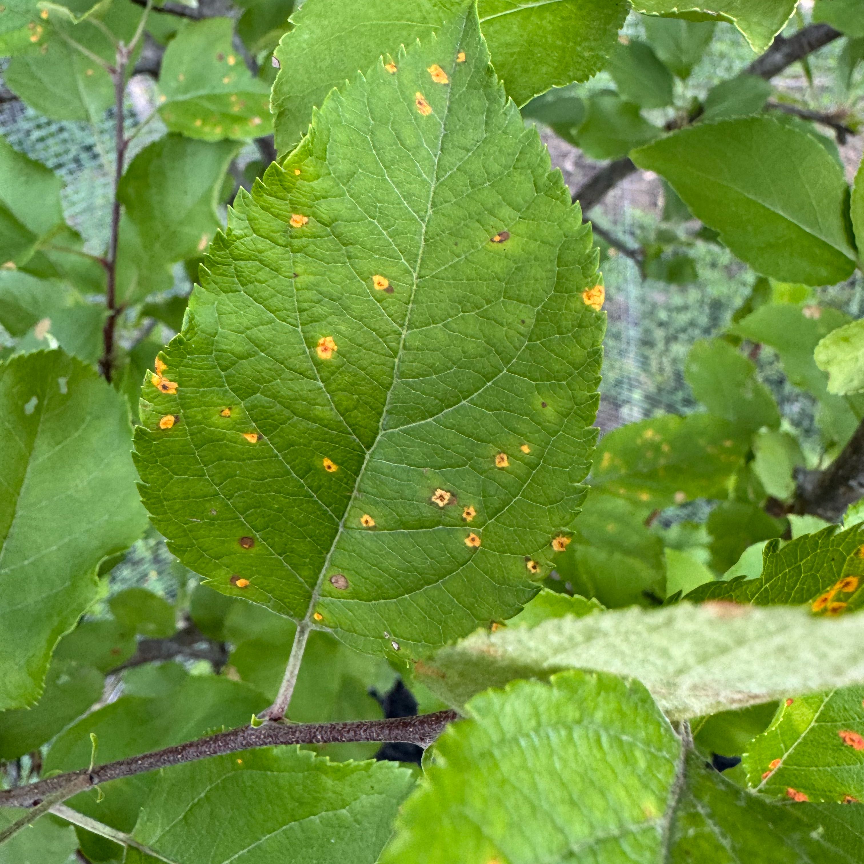 Photo of the plant species Apple by @StrikingPuka20 named Robert Plant on Greg, the plant care app