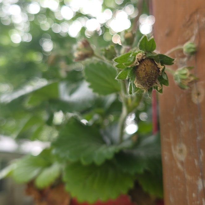 Photo of the plant species Garden Strawberry by @ClubbyLantana83 named Strawberta on Greg, the plant care app