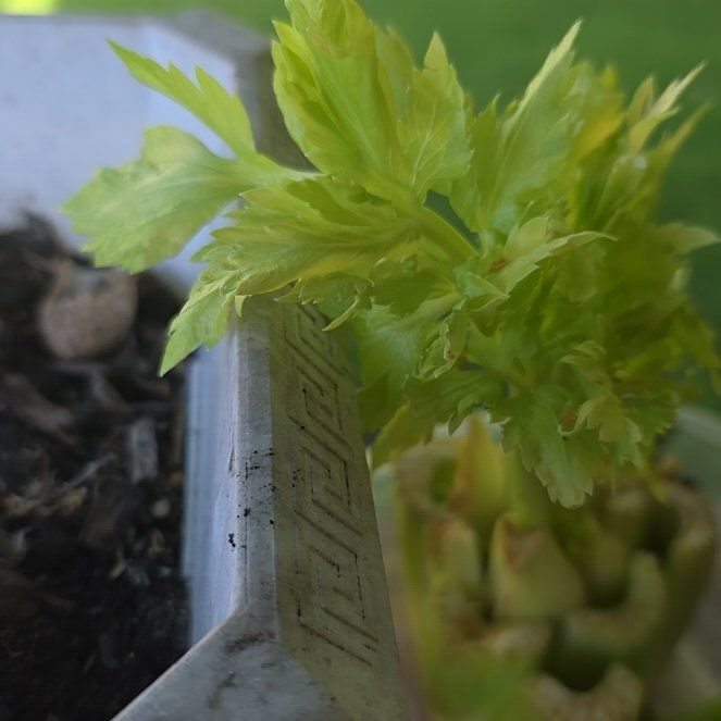 Photo of the plant species Leaf Celery by @ClubbyLantana83 named Sallyra on Greg, the plant care app