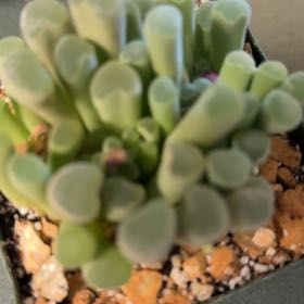 Photo of the plant species Fairy Elephant's Feet by @WeightyMelon39 named Willow on Greg, the plant care app