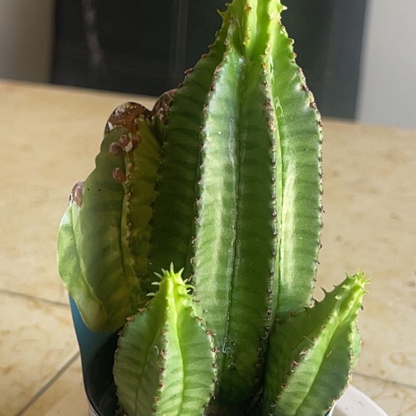 Photo of the plant species Euphorbia anoplia by @LegitBagpod35 named Sr Cactus on Greg, the plant care app