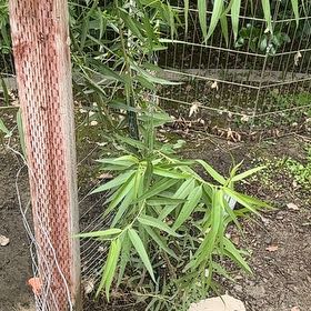 Photo of the plant species Oleander by @HighBonsai0 named Zion on Greg, the plant care app