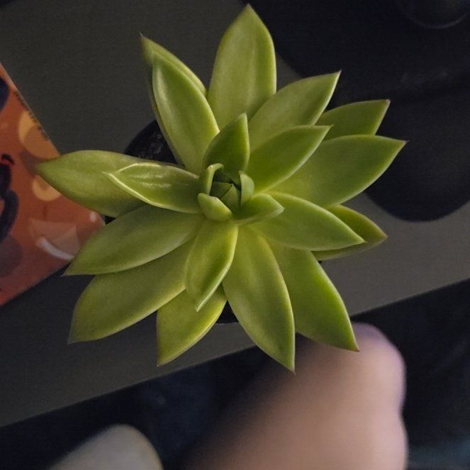 Photo of the plant species Echeveria 'Miranda' by @BlueEthereal named Elodie on Greg, the plant care app