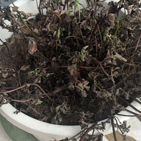Photo of the plant species Sweet Mint by @WellmadeFlax45 named Plato on Greg, the plant care app
