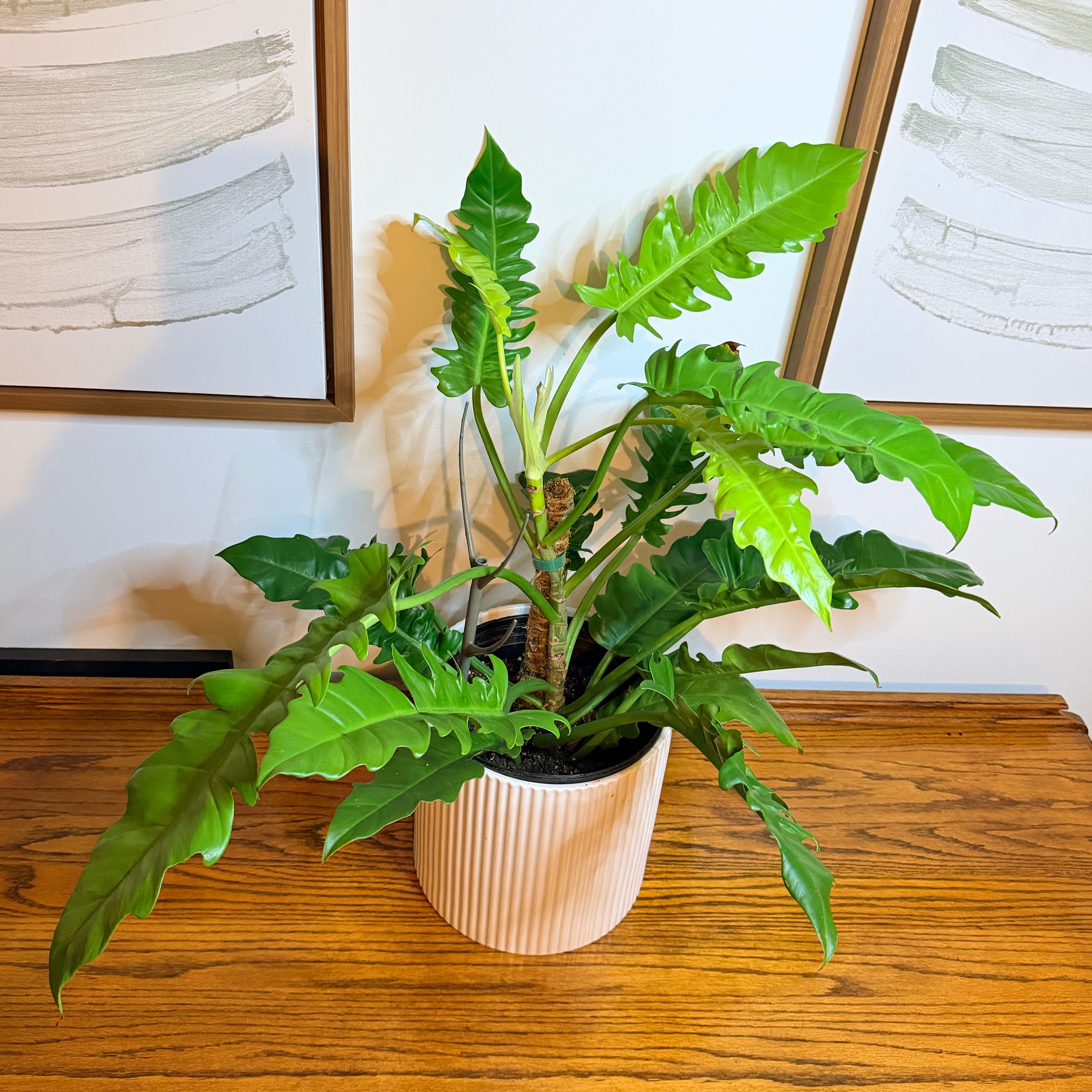 Photo of the plant species Golden Crocodile by @thebatchelorpad named Sherlock on Greg, the plant care app
