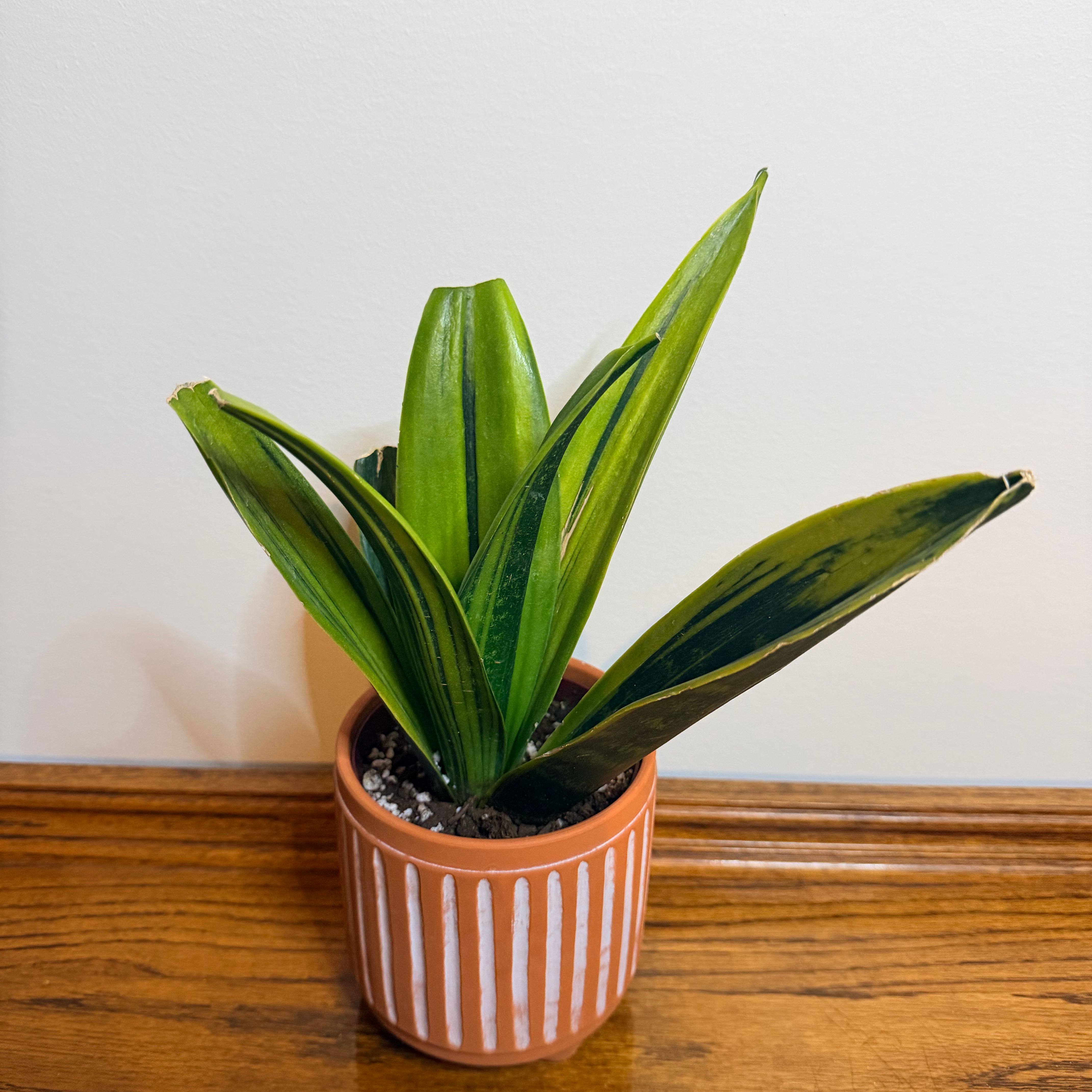 Photo of the plant species Golden Flame Snake Plant by @thebatchelorpad named Drake on Greg, the plant care app