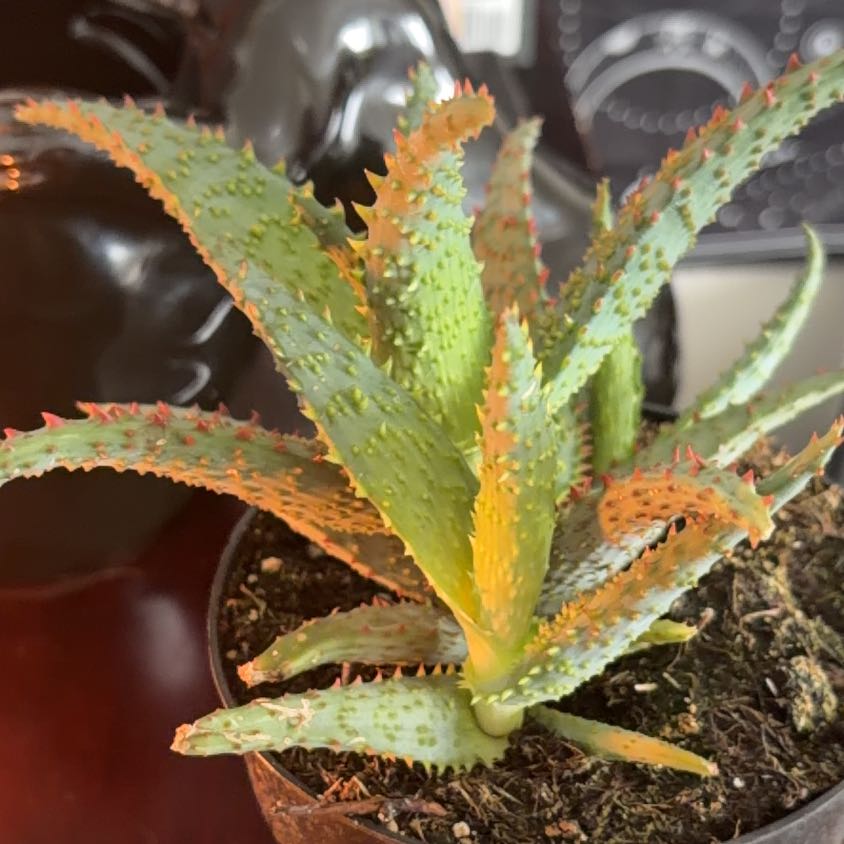 Photo of the plant species Aloe 'AJR' by @HipBorage41 named Spike on Greg, the plant care app