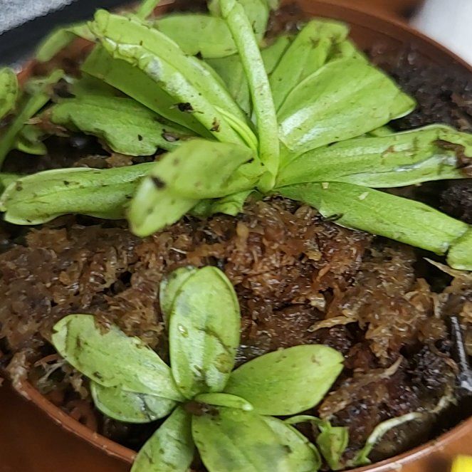 Photo of the plant species Common Butterwort by @GodlyBoneset76 named Denali on Greg, the plant care app