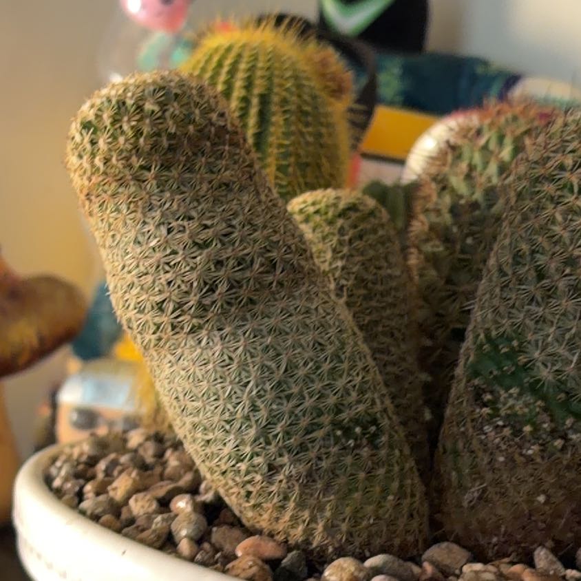 Photo of the plant species Coryphantha erecta by @StunningSedum75 named Harry on Greg, the plant care app