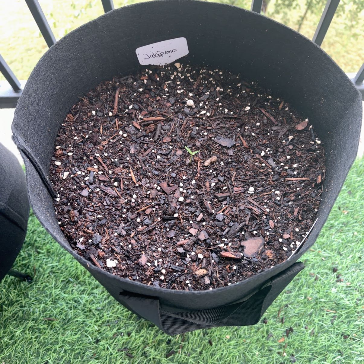Photo of the plant species Jalapeno Pepper by @BusyGianttaro18 named Denali on Greg, the plant care app