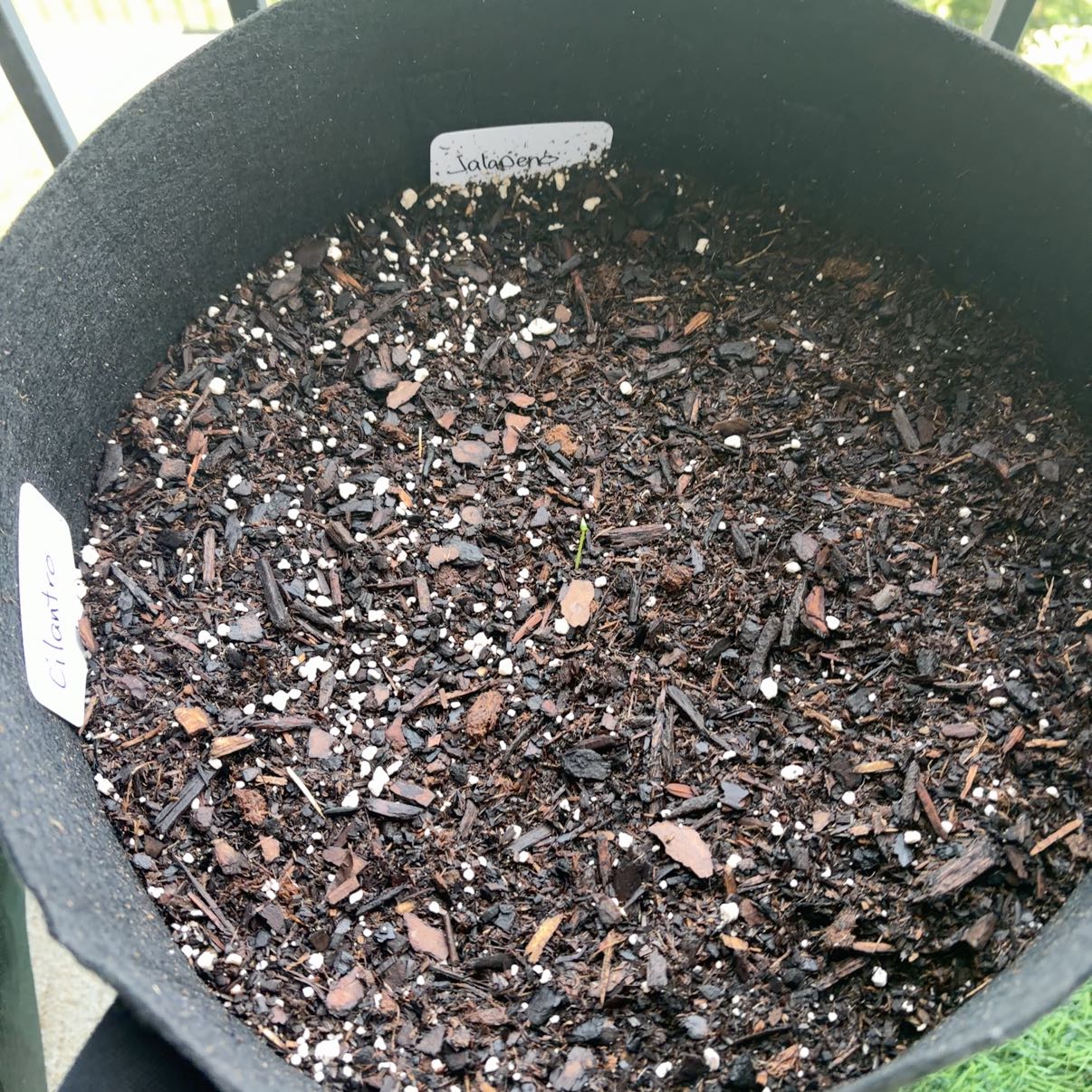 Photo of the plant species Jalapeno Pepper by @BusyGianttaro18 named Queen on Greg, the plant care app