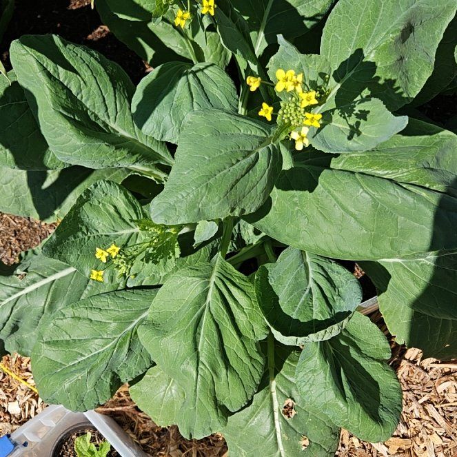 Photo of the plant species Field Mustard by @ZappyRedmambo39 named Willow on Greg, the plant care app