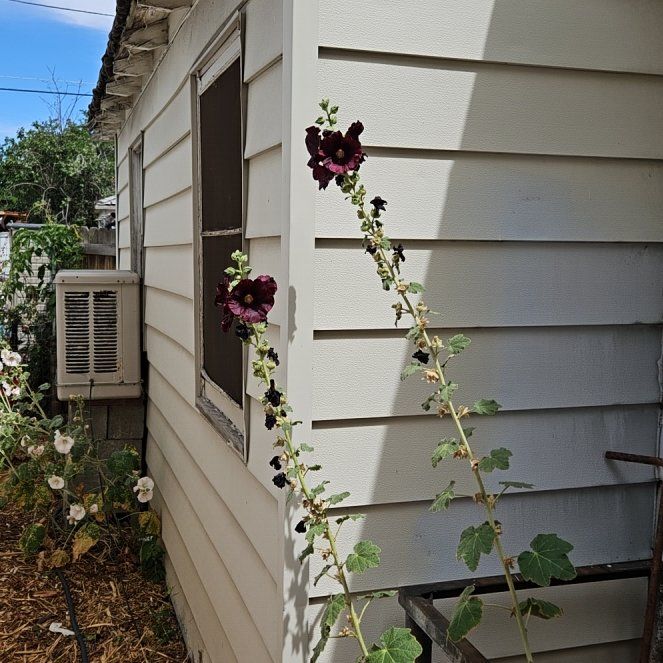 Photo of the plant species Common Hollyhock by @ZappyRedmambo39 named Aristotle on Greg, the plant care app