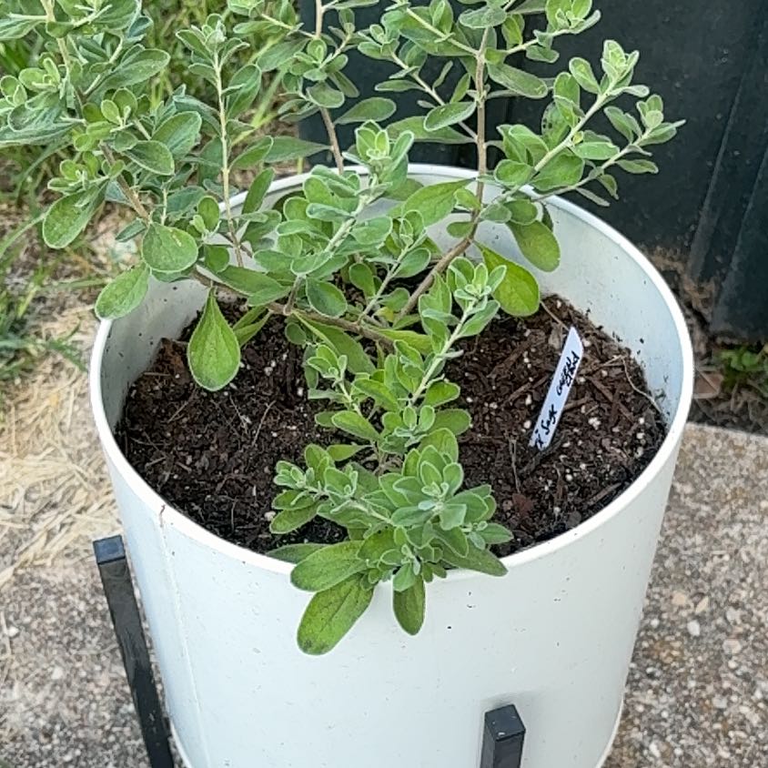 Photo of the plant species Texas Sage by @YesWhiteghost5 named Captain Plant-it on Greg, the plant care app