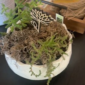 Photo of the plant species Stringy Stonecrop by @GemBasil54 named ChloroPhil on Greg, the plant care app
