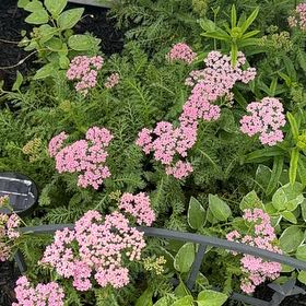 Photo of the plant species Yarrow by @GemBasil54 named Dax on Greg, the plant care app
