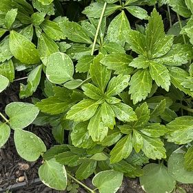 Photo of the plant species Japanese Spurge by @GemBasil54 named Ulysses S Plant on Greg, the plant care app