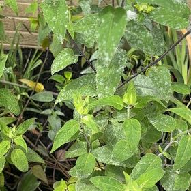 Photo of the plant species Wild Bergamot by @GemBasil54 named Fernie Mac on Greg, the plant care app