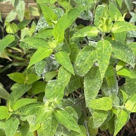 Photo of the plant species Wild Bergamot by @GemBasil54 named Planty on Greg, the plant care app
