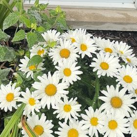 Photo of the plant species Max Chrysanthemum by @GemBasil54 named Bigleef Smalls on Greg, the plant care app