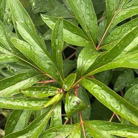 Photo of the plant species Common Peony by @GemBasil54 named Scarlett on Greg, the plant care app