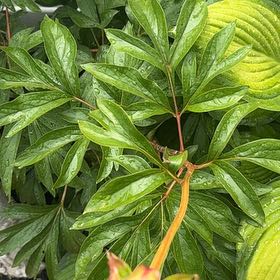 Photo of the plant species Common Peony by @GemBasil54 named Miley on Greg, the plant care app