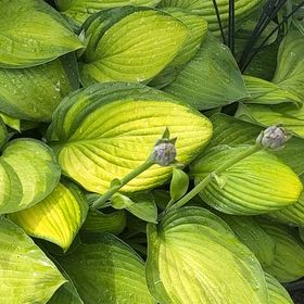 Photo of the plant species Plantain Lily by @GemBasil54 named Fernie Saunders on Greg, the plant care app