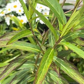 Photo of the plant species Asclepias Incarnata by @GemBasil54 named Tree Diddy on Greg, the plant care app