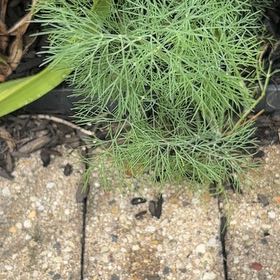 Photo of the plant species Dill by @GemBasil54 named Keanu Leaves on Greg, the plant care app