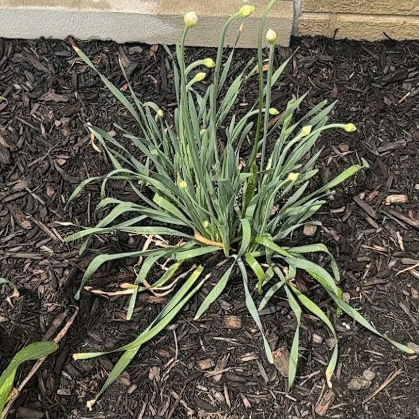 Photo of the plant species Chinese Chives by @GemBasil54 named Beyonce on Greg, the plant care app