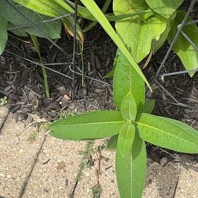 Photo of the plant species Asclepias Syriaca by @GemBasil54 named Anne on Greg, the plant care app