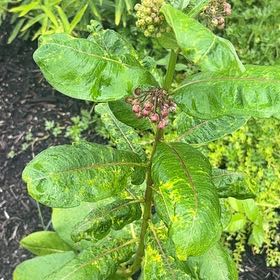 Photo of the plant species Asclepias Syriaca by @GemBasil54 named Elle on Greg, the plant care app