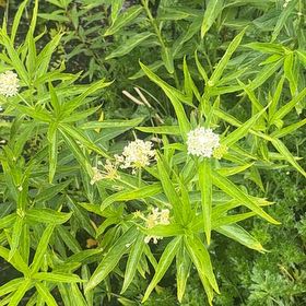 Photo of the plant species Asclepias Incarnata by @GemBasil54 named Treeyoncé on Greg, the plant care app
