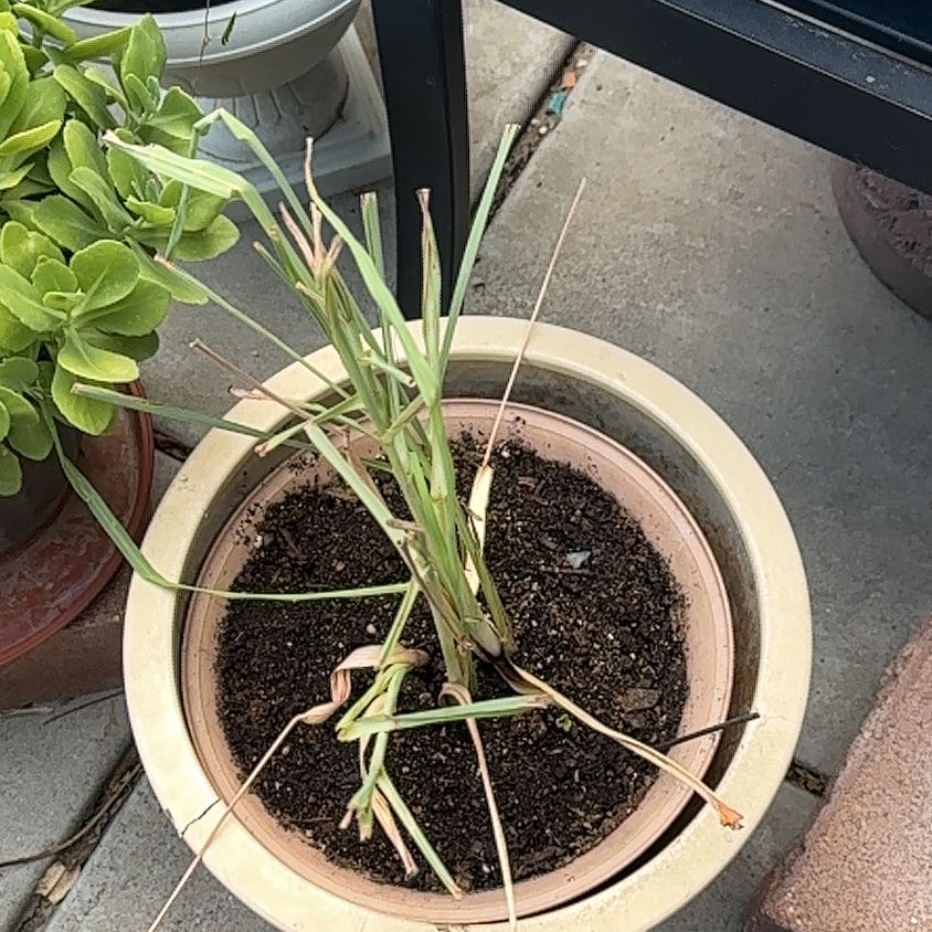 Photo of the plant species Lemon Grass by @Nalazeepop17 named Walt on Greg, the plant care app