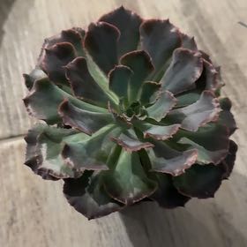 Photo of the plant species Succulent by @NewTurtlevine named Harry on Greg, the plant care app