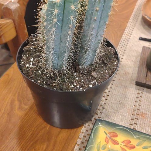 Photo of the plant species Blue Candle Cactus by @FavoriteSedum10 named Plant 2 on Greg, the plant care app